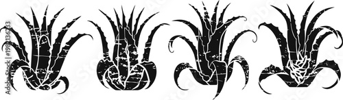 set of four stylized aloe vera plant silhouettes with thick, pointed leaves and curling tips
