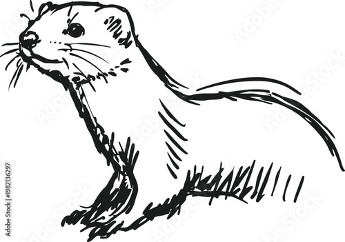 hand drawn ferret illustration black and white sketch of a small mammal in side profile animal wildlife drawing with detailed fur texture