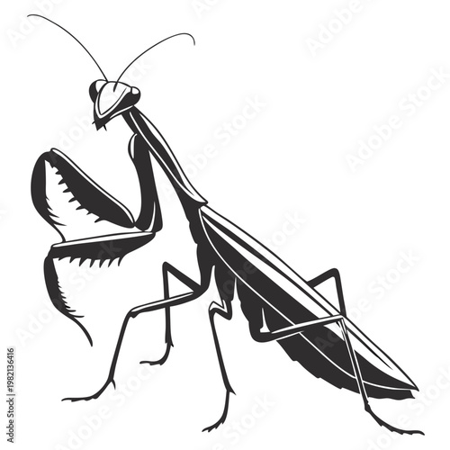 praying mantis vector illustration