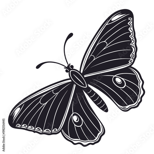 butterfly on white background