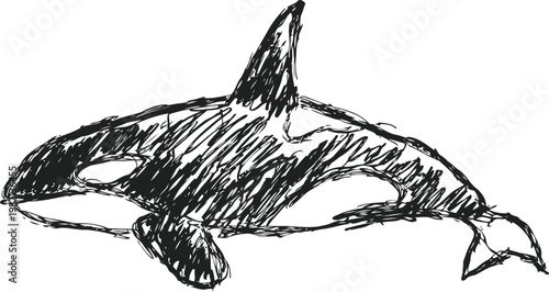 sketch of an orca whale with bold black lines and white patches, marine mammal in ocean habitat
