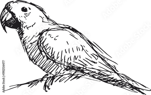 hand drawn parrot sketch bird perched on branch with detailed feathers and beak black ink line art illustration