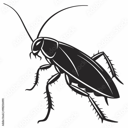 cockroach isolated on white