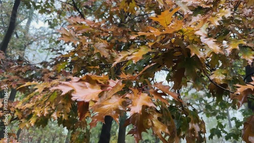Branches of red oak with wet autumn leaves in forest