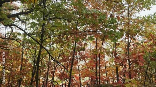 Red oaks with autumn leaves in forest in foggy morning