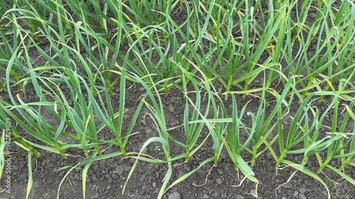 Green plants of young garlic on field in overcast day