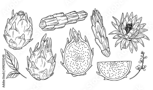 Dragon fruit pitaya outline set whole half cactus vector