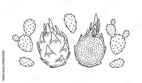 Dragon fruit outline hand drawn pitaya vector illustration set