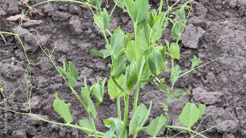 Young plants of pea on a field in overcast day