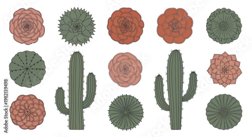Cacti and succulents in various shapes.