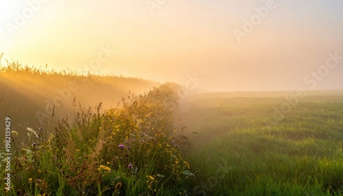 Golden sunrise illuminates a grassy field, shrouded in early morning fog
