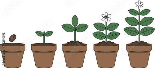 Coffee plant growth stages from seed to flower in clay pots flat vector illustration for agriculture and coffee production