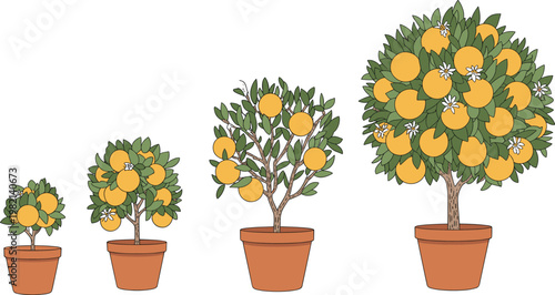Growth stages of orange tree in clay pots from small sapling to mature fruit bearing tree vector illustration set for gardening and citrus cultivation