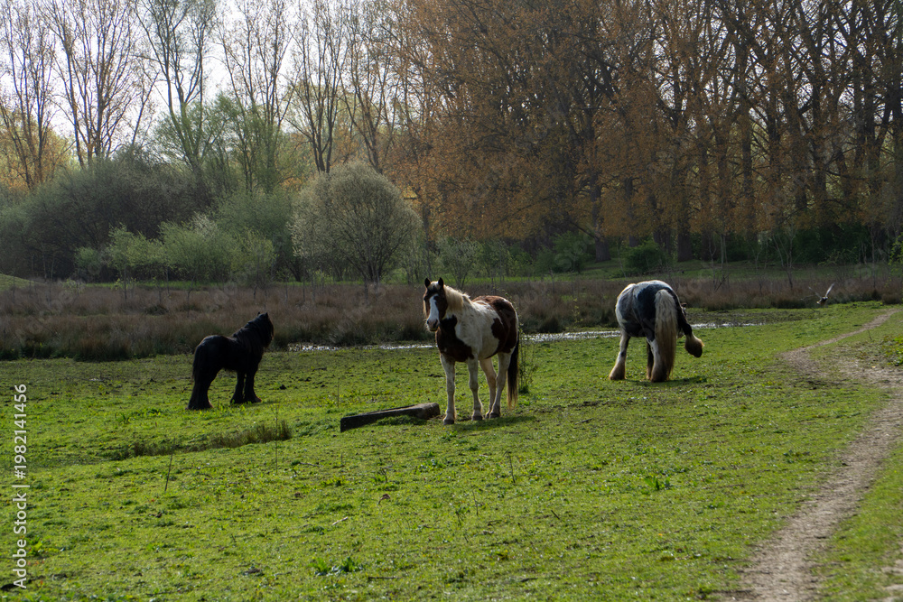 Ταπετσαρία Gypsy Vanner horse, also known as a Gypsy Cob, identified by its distinct black