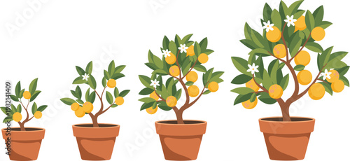 Growth stages of orange tree in clay pots from small sapling to mature fruit bearing tree vector illustration set for gardening and citrus cultivation