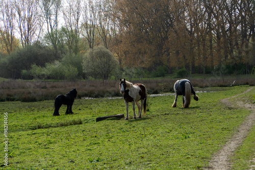 Obraz na plátně Gypsy Vanner horse, also known as a Gypsy Cob, identified by its distinct black
