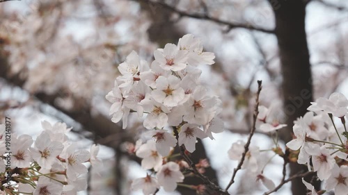 Stunning Sakura Flowers on a Tree Branch with Soft Bokeh Background
