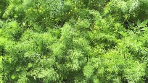 Young dill plants on field in sunny day, top view