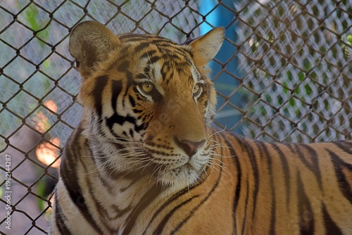 Tiger in zoo surroundings