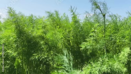 Young dill on a field, bottom view close-up