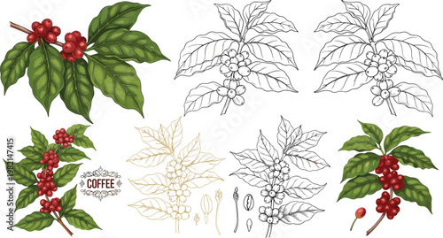 Hand drawn coffee plant vector collection featuring botanical branches with red beans and leaves in vintage sketch and colored styles for cafe branding