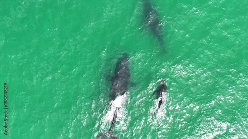 Humpback Whale Escort Blowing Bubbles Around Mother and Calf | 4K Drone Footage