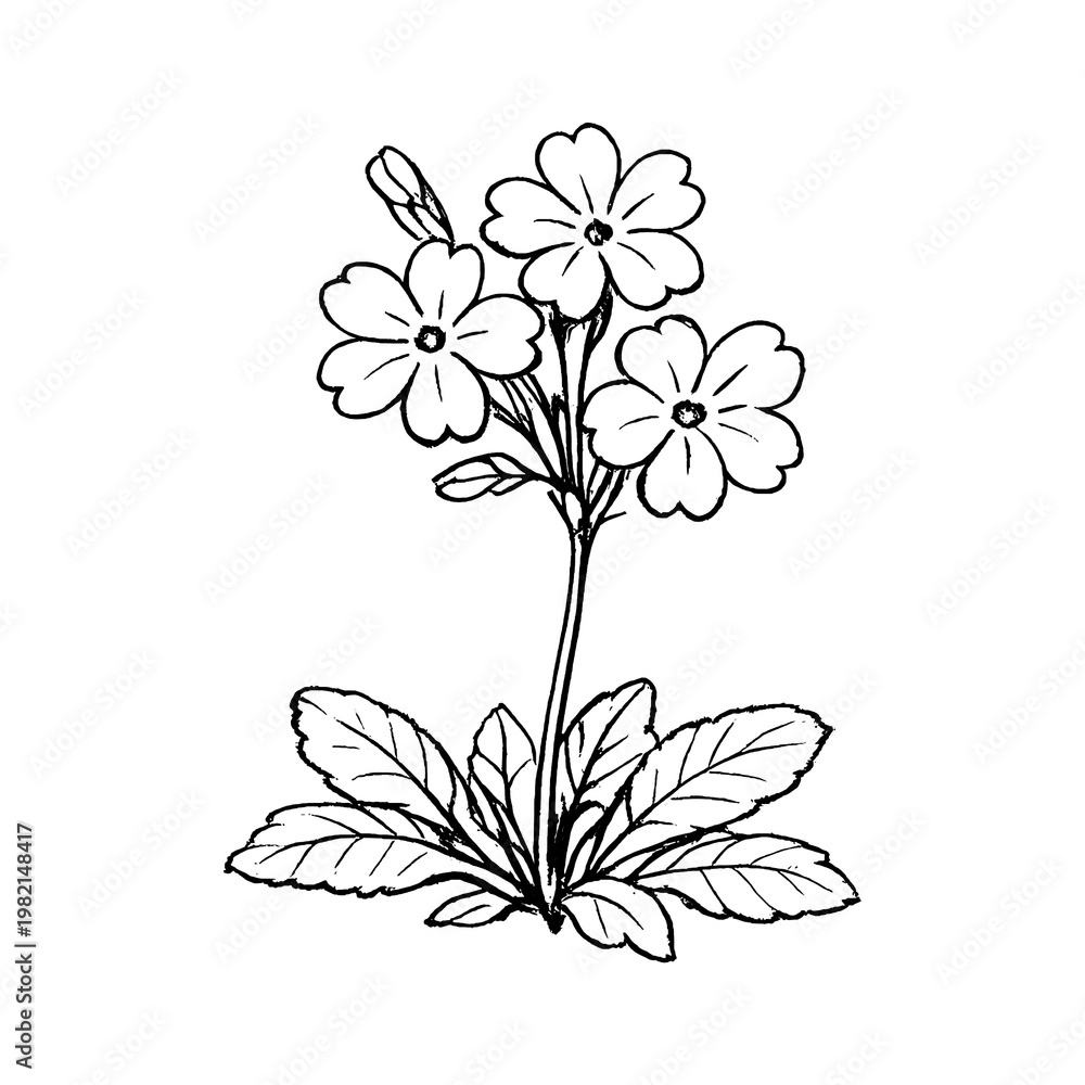 Fototapeta premium PNG Delicate floral line art illustration.