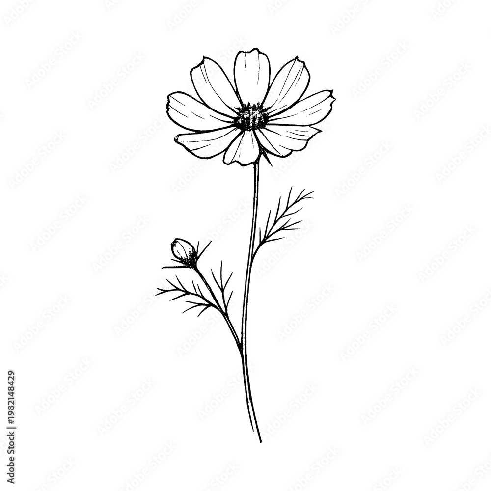 Fototapeta premium PNG Minimalist flower line art