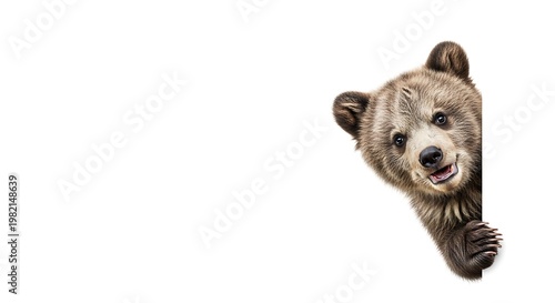 A curious and adorable young grizzly bear peeks around a white corner with a friendly expression.