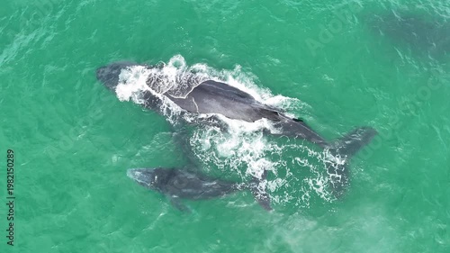 Humpback Whales Mother and calf in wavy waters - Drone Shot 4K Baja California 
