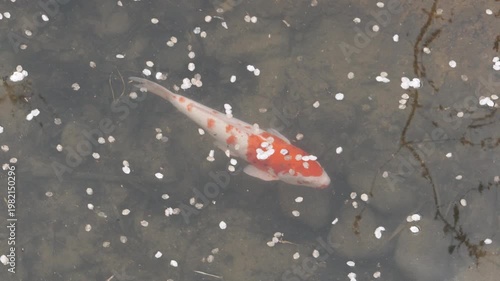Slow Motion of a Colorful Koi Carp Swimming Through Fallen Cherry Blossom Petals