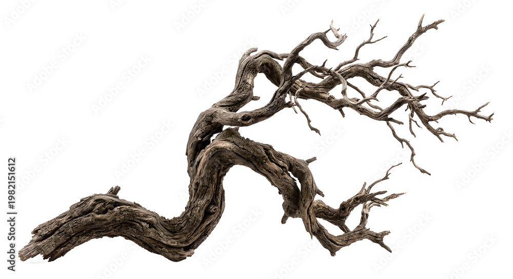 Obraz premium dead tree branch with cracks and rough bark, hyper realistic, cutout style