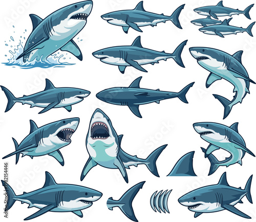 Collection of great white shark