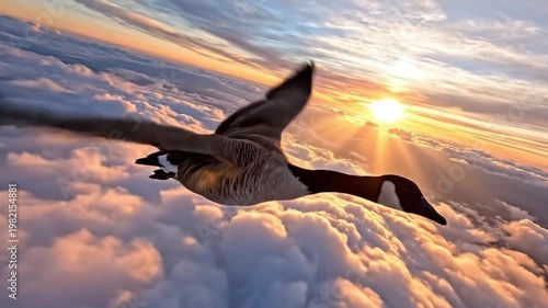 Majestic Canada Goose Soaring High Above Clouds at Golden Sunset