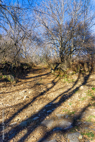 A rocky dirt road covered with yellow leaves leads into a thicket of bushes. Leafless trees cast long shadows on the ground. A blue sky is in the background.