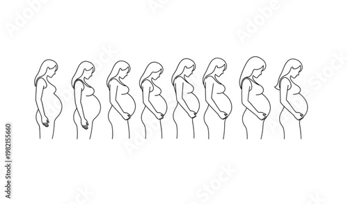 Pregnancy months timeline line art pregnant woman stages minimalist vector illustration
