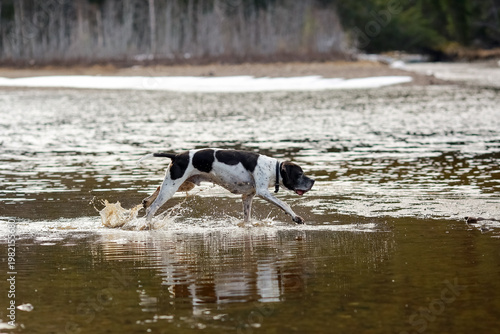 Dog english pointer