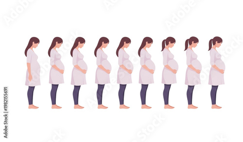 Pregnant woman months progression vector illustration maternity stages timeline design