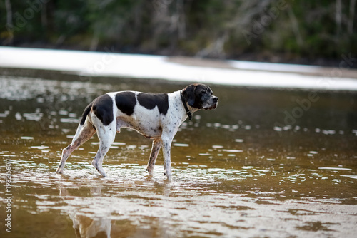 Dog english pointer