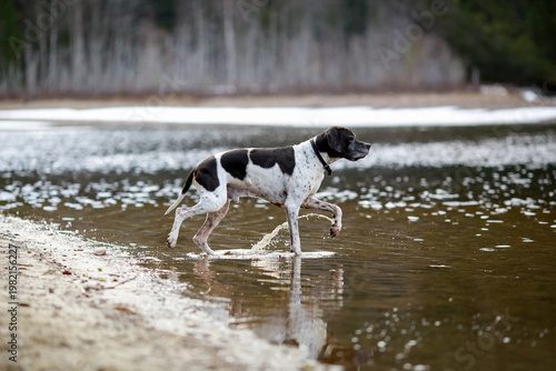 Dog english pointer