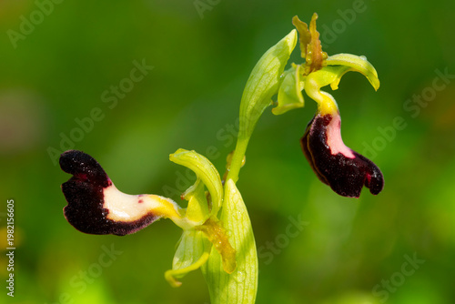 Wild bee orchid macro with green bokeh background