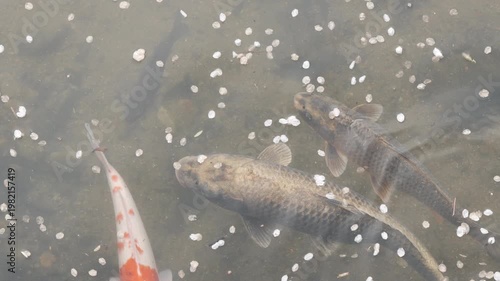 Slow Motion of Carp Swimming Through Fallen Cherry Blossom Petals in a Stream