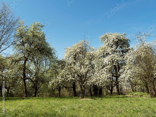 (Pyrus communis 'Pyraster') Magnificent spring blossoms of old, tall wild pear trees along a free-growing hedge bordering a green and sunny meadow