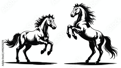 Two black and white horses rearing up on their hind legs in motion with flowing manes and tails