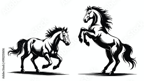 Two horses running and rearing up on white background