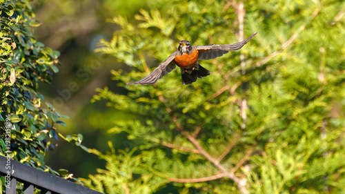 Tableau sur toile American robin inflight against blurry green background.