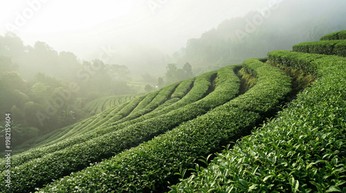 Quadro su tela Vast terraced green tea plantation on rolling hills, receding into a misty, atmospheric background