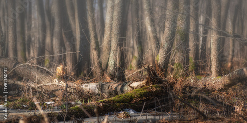 A deep, dense, swampy forest with fallen trees in the fog. A photo of a spring landscape in 2:1 format. A tranquil natural scene