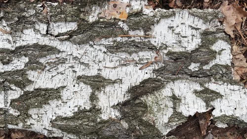 Piece of bark of old fallen birch lying on ground