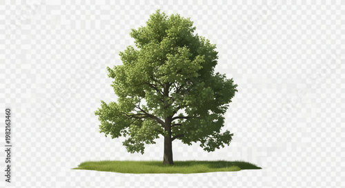 Deciduous poplar tree with lush green leaves and textured brown bark trunk standing on a small mound of grass, isolated on transparent background, realistic 3D render.